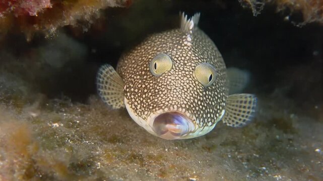 Spotted Trunkfish in Coral Reef Hiding in Cave.