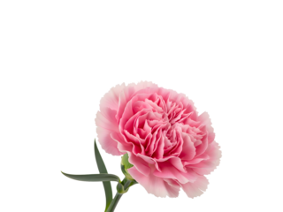A beautiful single pink carnation flower with ruffled petals against a contrasting black background