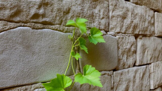 Climbing vine on stone wall: timelapse growth and movement in nature