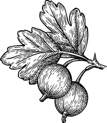 Gooseberries branch. Hand drawn ink sketch.