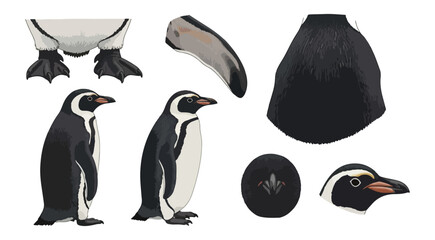 Obraz premium Penguin elements isolated on black background for design projects