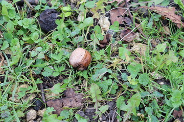 Walnut fruit on the grass. Autumn, withered leaves.
