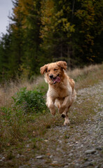 Happy golden retriever running towards the camera in nature forest
