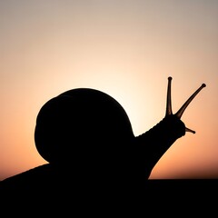 Silhouette of a snail at sunset