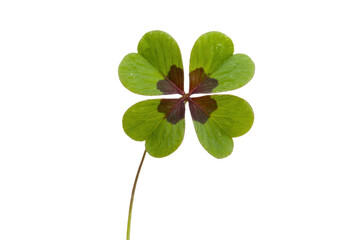 Lucky four-leaf clover isolated