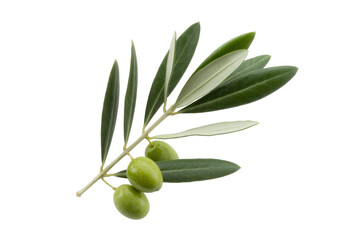 Olive branch with green olives