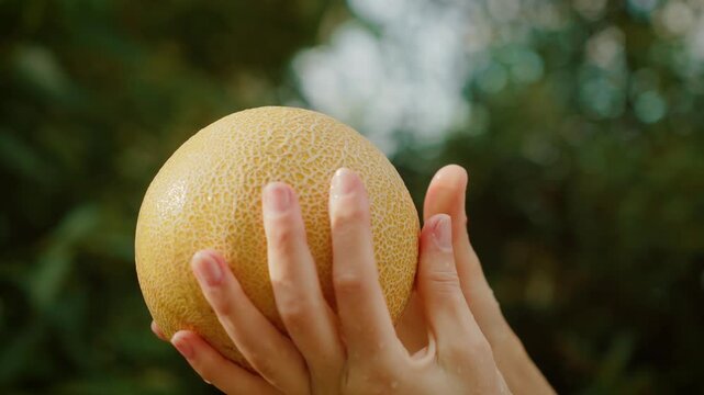 Woman holding fresh cantaloupe with both hands against blurred green background. Female showcasing ripe melon outdoors in natural light. Lady presenting textured yellow melon with careful grip in