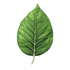 Obraz premium green leaf isolated on white background