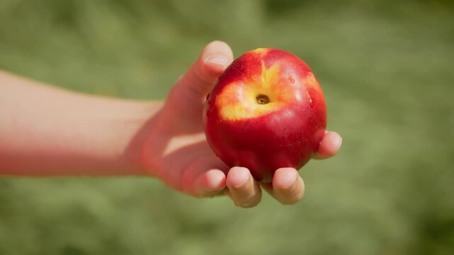 Girl holding fresh nectarine outdoors. Kid presenting ripe and red summer fruit in hand. Child showing juicy and smooth nectarine in sunlight
