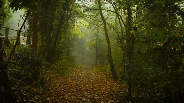 Mystical forest path covered with golden leaves leading into foggy unknown filled with ancient whispers. Fog spreading across endless still air, Full Moon Celebration. Enchanted woodland trail