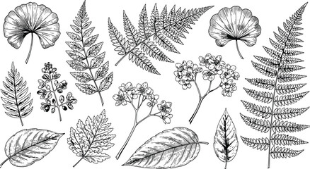 Hand drawn botanical collection, vintage engraving style, vector set of fern leaves, wild flowers, foliage, nature elements - cad drawing flat vector illustration