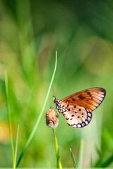Obraz premium Butterflies are beautiful scale-winged insects (Lepidoptera), known for their brightly colored and patterned wings, club-like antennae, and complete metamorphosis (egg, larva, pupa, adult). Their bodi