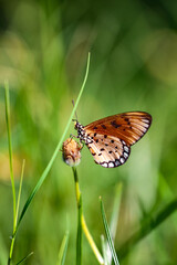 Obraz premium Butterflies are beautiful scale-winged insects (Lepidoptera), known for their brightly colored and patterned wings, club-like antennae, and complete metamorphosis (egg, larva, pupa, adult). Their bodi