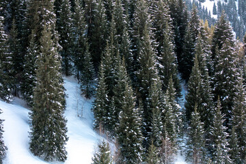 christmas tree in snow