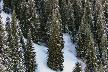 snow covered pine tree