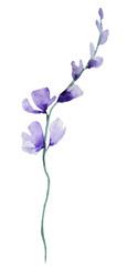 Fototapeta premium Watercolor pastel light purple wild flowers, isolated illustration, floral wedding and greeting element