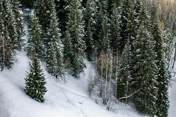 snow covered pine trees