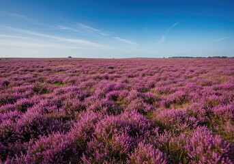 Fototapeta premium Expansive natural landscape image showing a dense field of blooming purple and pink heather covering rolling hills under a bright summer blue sky ,shrubland ,purple ,pink