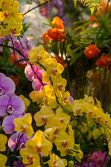 Close-up of tropical orchids in bloom with a lush floral background, natural light, and soft focus, suitable for nature, decoration, and wellness concepts.