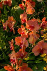 Close-up of tropical orchids in bloom with a lush floral background, natural light, and soft focus, suitable for nature, decoration, and wellness concepts.