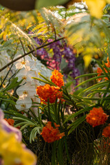 Close-up of tropical orchids in bloom with a lush floral background, natural light, and soft focus, suitable for nature, decoration, and wellness concepts.