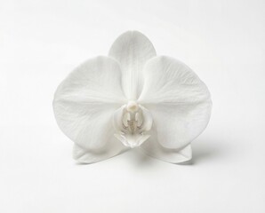 Elegant White Phalaenopsis Orchid Blossom on Pristine White Background