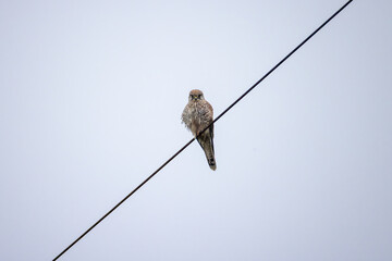 a kestrel sits on a wire
