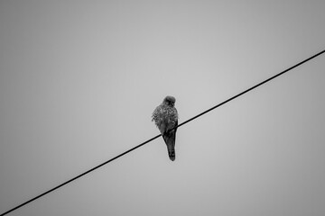 a kestrel sits on a wire