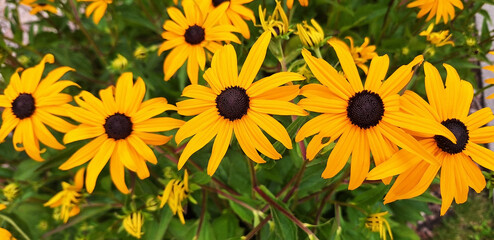 Yellow rudbeckia hirta flowers blooming along the road. Panorama.