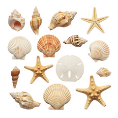 Collection of various seashells and starfish on white background isolated on transparent background