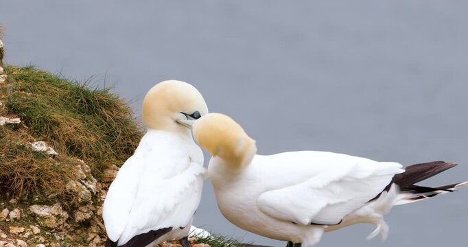 Northern Gannets bonding behaviour on sea cliff