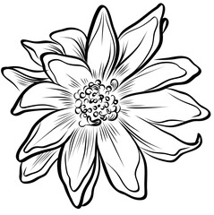 Chrysanthemum Flower Hand Drawn Botanical Illustration