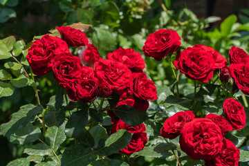 Vibrant cluster of deep red roses in full bloom, surrounded by lush green leaves and a softly blurred garden background. Nature concept for design