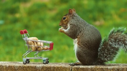Squirrel biting peanut from shopping cart full of nuts, retail, trade. Domestic rodents and squirrels protection illustration demonstrating conservation importance and balance. Rodent gnawing nut out
