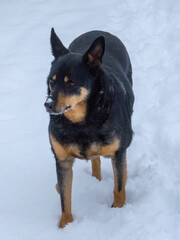 Black and tan dog standing in deep white snow