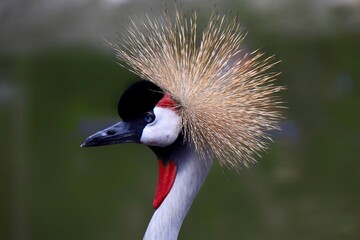 ホオジロカンムリヅル　ネオパークオキナワ