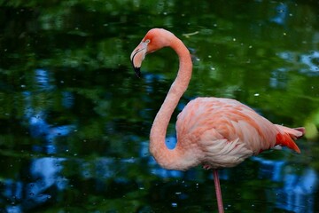 水辺のベニイロフラミンゴ　ネオパークオキナワ