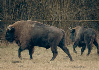 wisent in Podlasie 