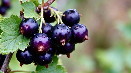 Fresh black currants on branch with green leaves
