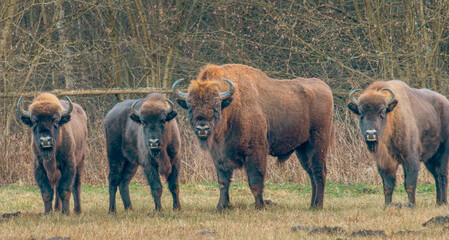 a herd of bison in Podlasie in eastern Poland