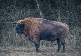 wisent in Podlasie 