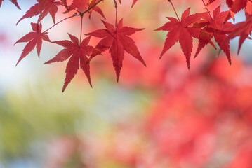 ズームアップで美しい紅葉の葉　カラフルな秋の風景　