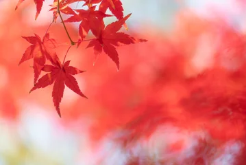 Gardinen Coral ズームアップで美しい紅葉の葉　カラフルな秋の風景　  © MTBS PHOTO
