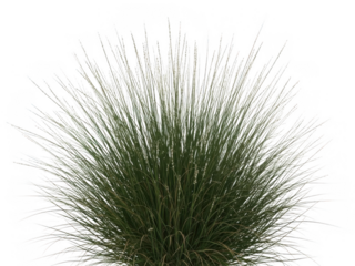 Bushy ornamental grass clump with long, thin green blades and delicate seed heads, isolated against a clean white background.