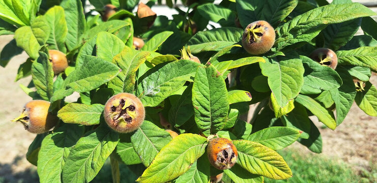 Crataegus germanica or mespilus germanica tree with brown fruits growing in the garden. Panorama.