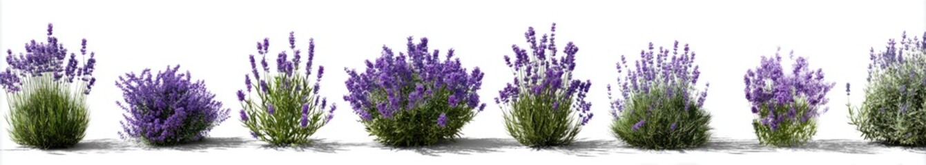 Obraz premium lavender flowers 