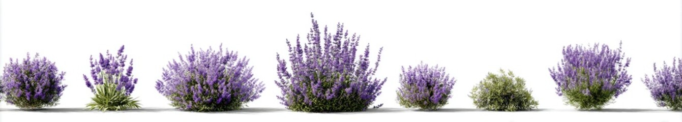 Obraz premium lavender flowers 