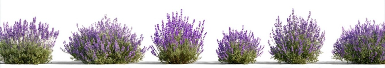 Obraz premium lavender flowers 