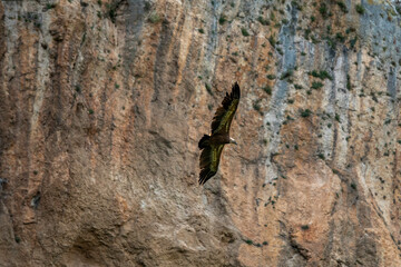 Majestic Vulture Soaring Over Cliff Face foz du lumbier in spain