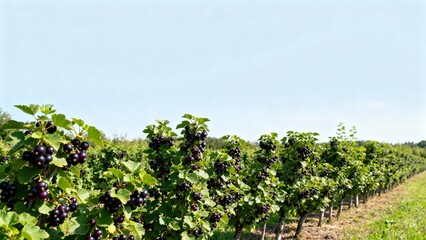 Black currant berry food with fresh mood natural ingredient dessert fruit texture gourmet culinary inspiration vibrant color healthy bold flavor rustic seasonal against vineyard background